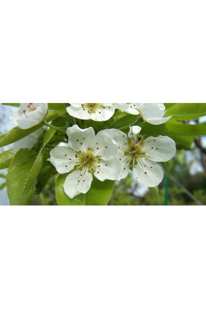 Pyrus domestica ‘Desertna’